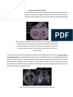 Aparato Valvular Del Corazon