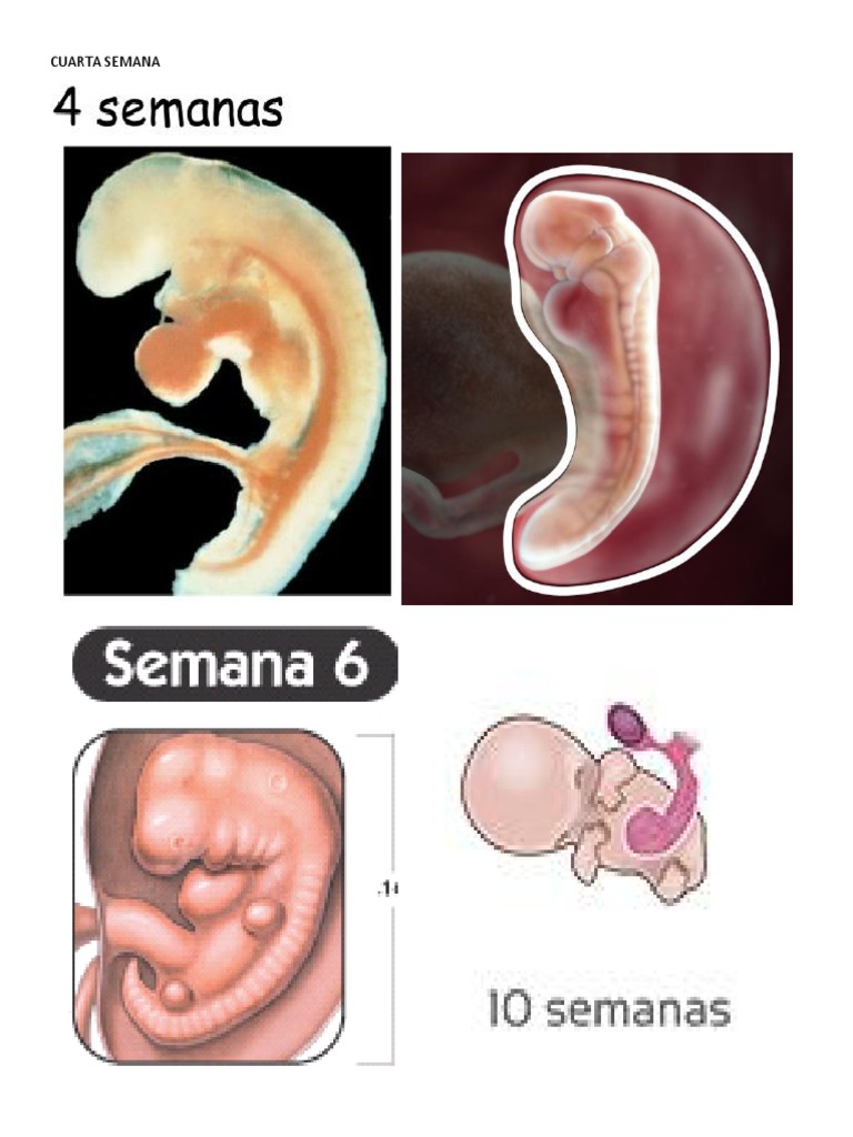 Desarrollo De Un Embarazo Por Semanas - Tipos de Gimnasia