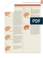 Funciones principales del encéfalo y corteza cerebral