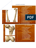 Anatomi Tulang Femurdn Kardio