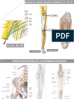 Sistemas Neuromusculares Plantares