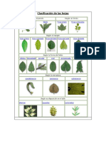 Clasificación de Las Hojas