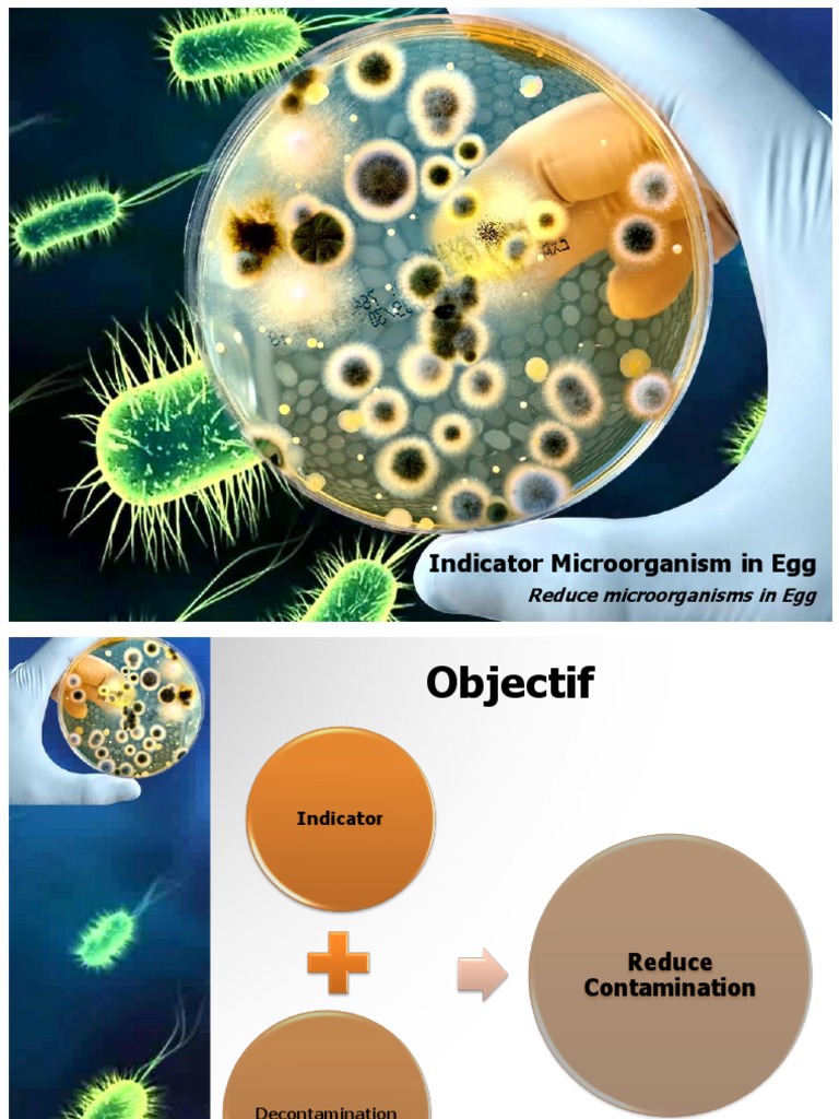 Egg Microbiology and Contamination Control | PDF | Biology | Nature
