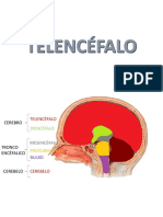 TELENCÉFALO 