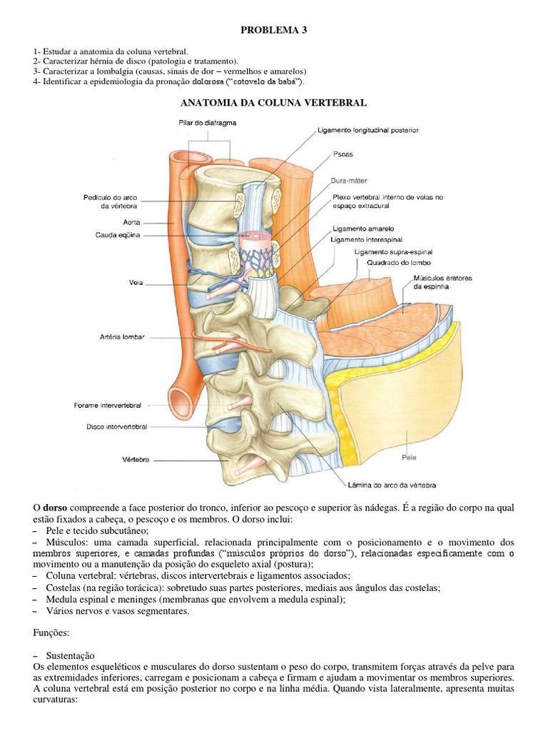 Anatomia e Patologias da Coluna Vertebral | PDF | Coluna vertebral ...