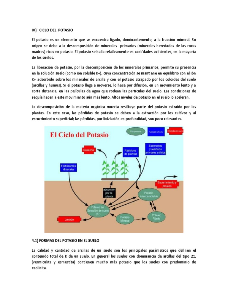 Ciclo Del Potasio | PDF | Potasio | Dieta y nutrición