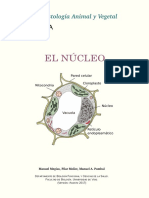 Atlas Celula 04 Nucleo