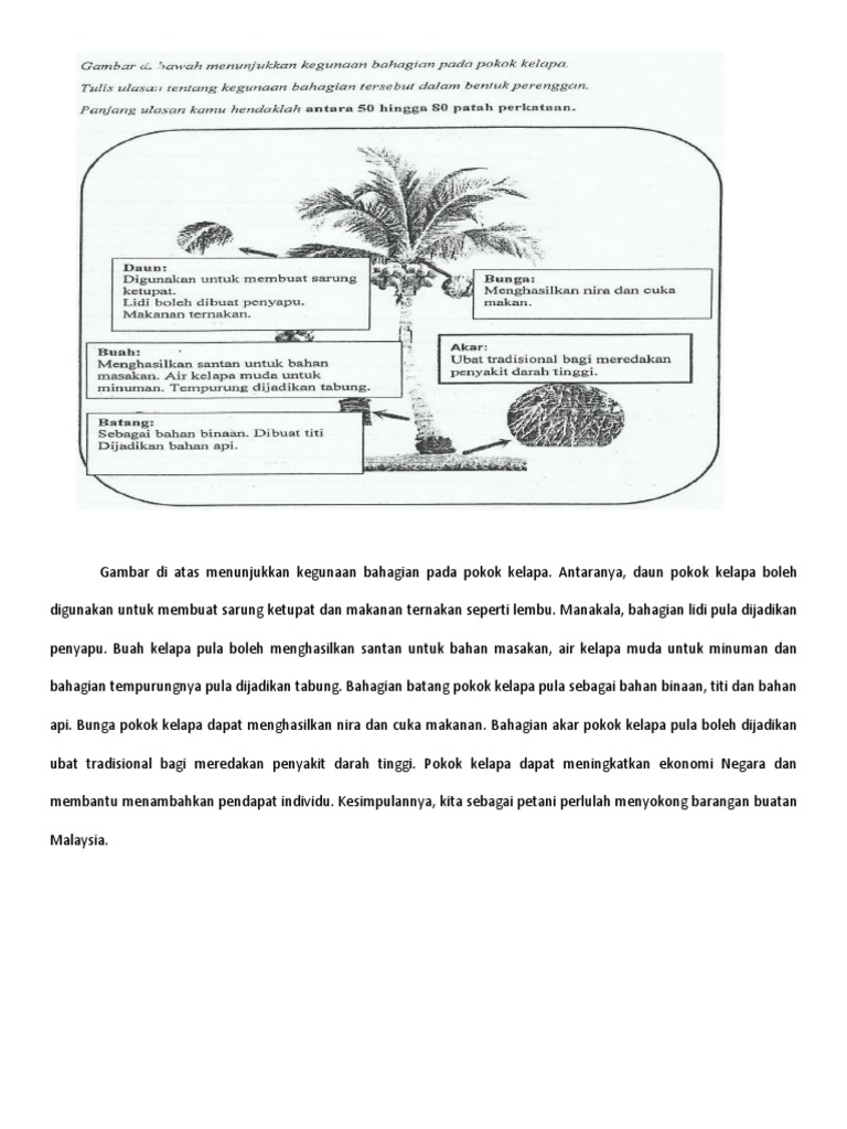Jawapan Kegunaan Pokok Kelapa Pdf