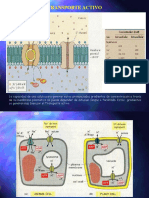 04 TRANSPORTE ACTIVO