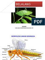 Ch.3 Anatomi Belalang Praktikum