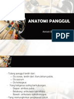 ANATOMI-PANGGUL