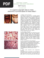 Download Goljan Slides by usmle1 SN38577305 doc pdf