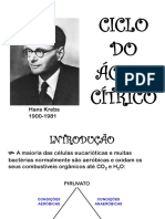 Ciclo Do Ácido Cítrico