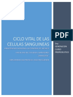 Ciclo Vital de Las Celulas Sanguineas