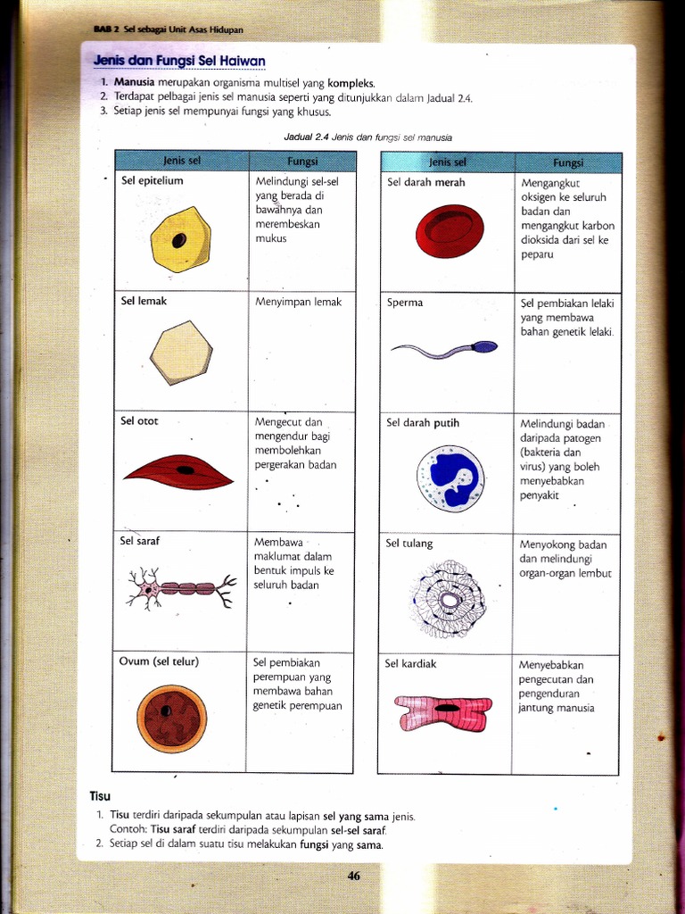 License Pdf