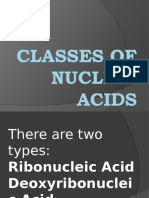 Classes of Nucleic Acids