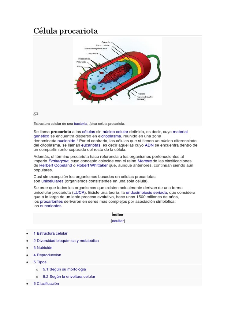 Célula Procariota | PDF | Las bacterias | Procariota