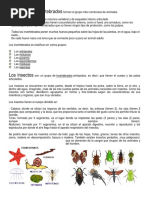 Animales Invertebrados e Insectos
