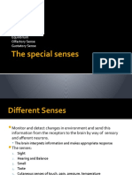 The Special Senses: Vision Auditory Sense Equilibrium Olfactory Sense Gustatory Sense