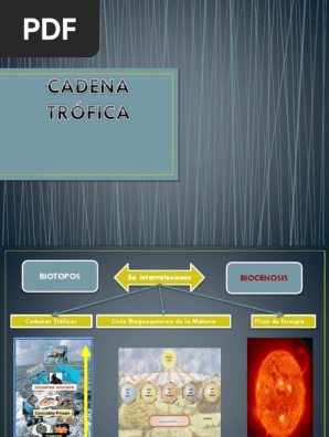 Cadena Trofica Ecologia Ecologia De Sistemas