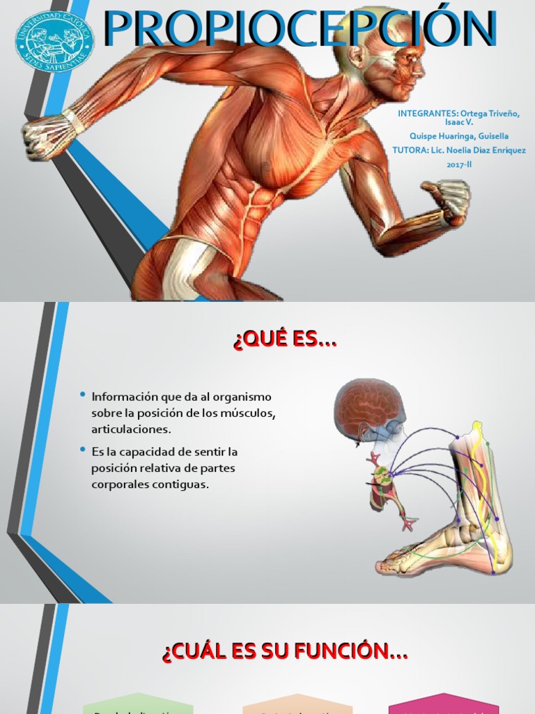 Propiocepcion Final | PDF | Sistema nervioso | Anatomía