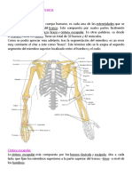 Miembros superiores y extremidades humanas