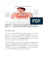 Respiratory System The Body System Responsible For Gas Exchange Between The Body and The External Environment