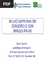 consorciomilhosafrinhaebraquiariaresumo-130819135546-phpapp01