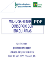 consorciomilhosafrinhaebraquiariaresumo-130819135546-phpapp01