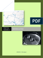 MGII Practica 9 Microcultivo-1 PDF