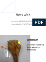 Neuro Lab 3: Photosby:Katquijalvoc2013 Compiledby:Clnsntsd2013