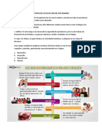 Linea de Tiempo de Las Etapas Del Ciclo de Vida Del Ser Humano