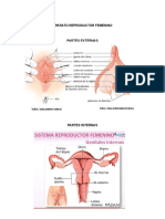 Aparato Reproductor Femenin1