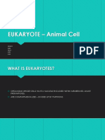 Eukaryote - Animal Cell