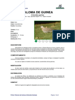 Ficha PALOMA DE GUINEA _Columba guinea_.pdf