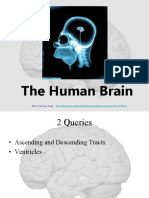 The Human Brain: Master Watermark Image