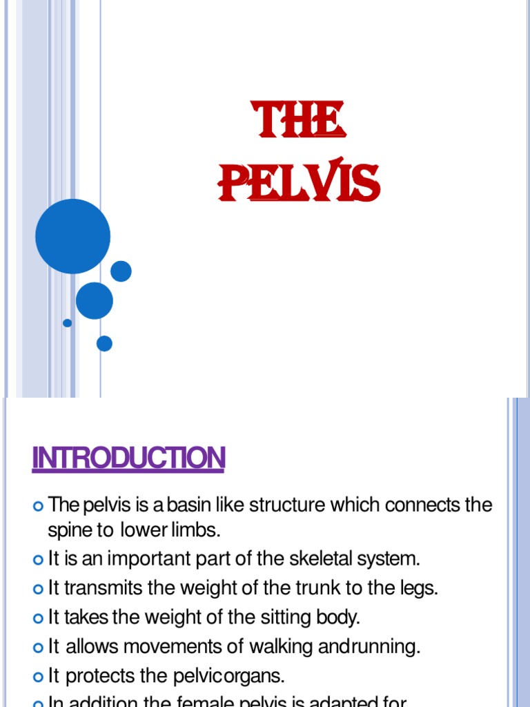 The Pelvis | PDF | Pelvis | Musculoskeletal System