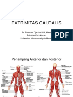 Extr Caudal Is