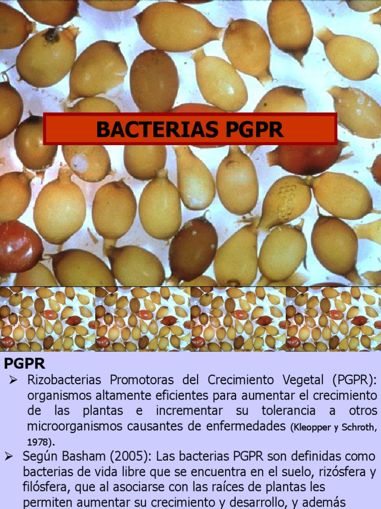 Bacterias PGPR y su impacto en plantas | PDF | Las bacterias ...