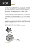 Lectura El Proceso de Fotosintesis