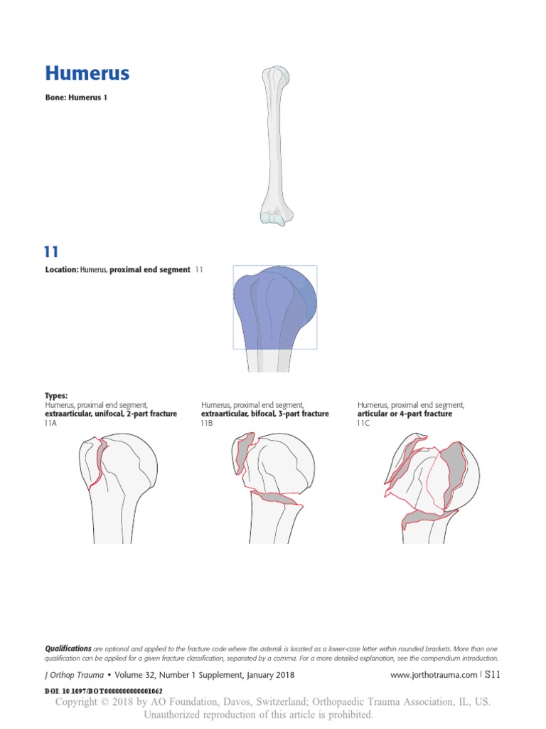 Humerus | PDF | Skeletal System | Limbs (Anatomy)