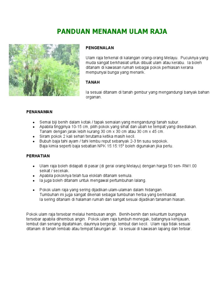 Panduan Menanam Ulam Raja Pdf