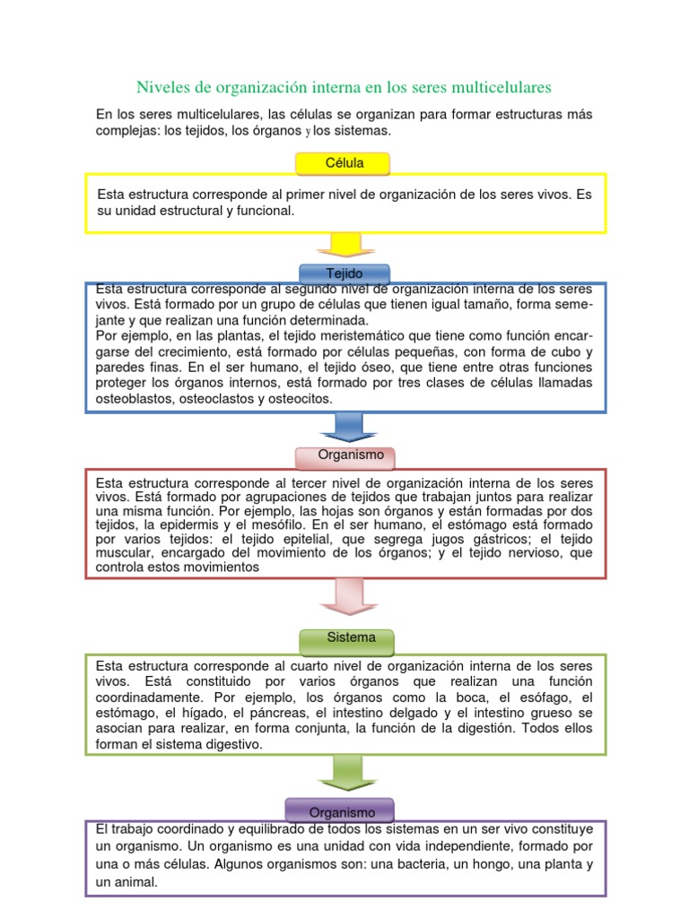 Niveles de organización interna en los seres multicelulares