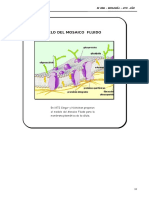 4to. año - BIOL - Guia 3 - Cubierta y membrana celular.doc