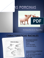 razas porcinas