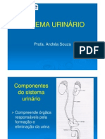 08 - Sistema Urinário