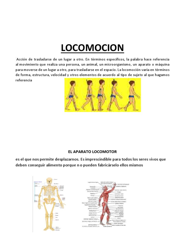 Tipos y mecánica de locomoción humana | PDF