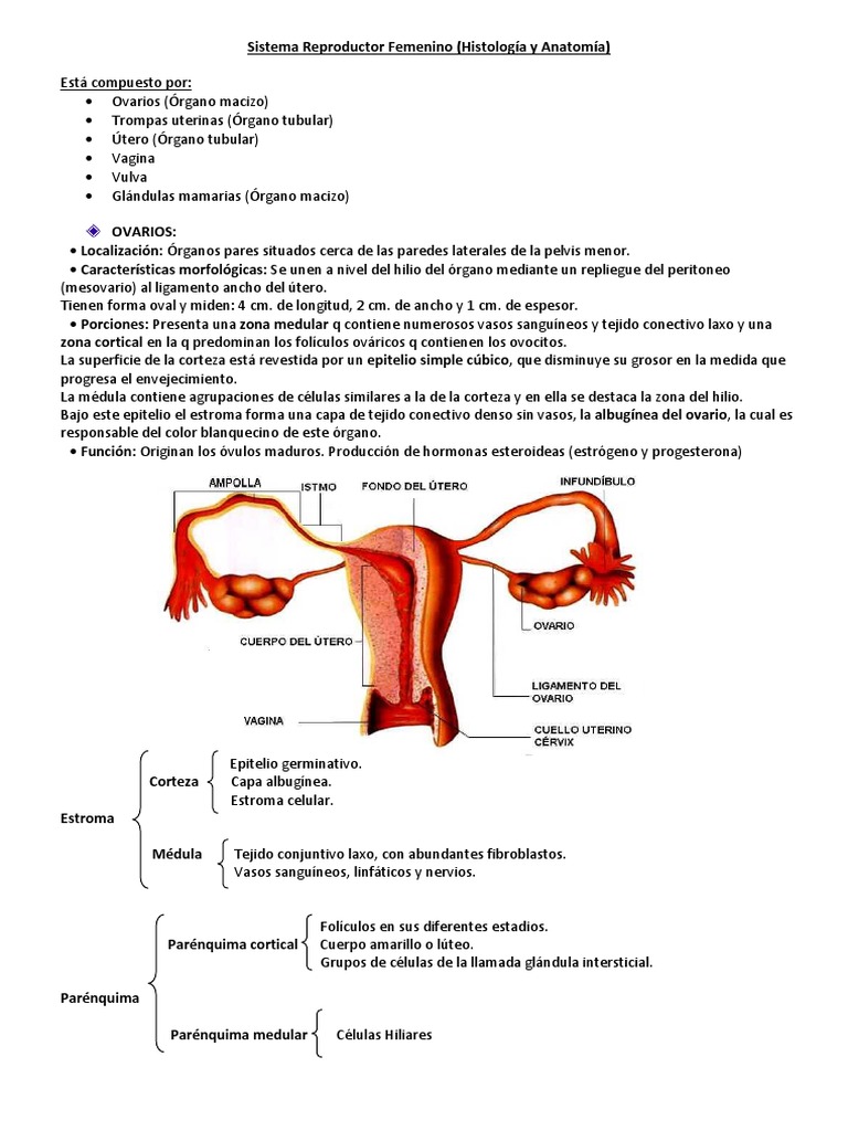 Aparato Reproductor Femenino