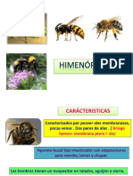 himenopterosfinal2-141216204059-conversion-gate02.pdf