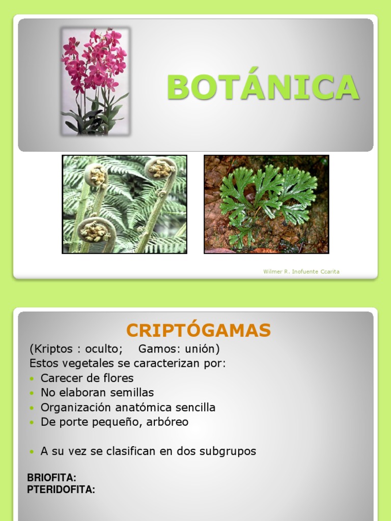 Clasificación de Plantas Criptógamas y Fanerógamas | PDF | Plantas ...